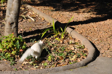 Albino squirrel running with big tail