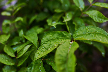 Leaves of tropical plants with rain drops in shade garden. Tropical leaf texture, nature foliage, green texture, nature background, tropical leaf, large foliage. Leaves in natural light and shadow.