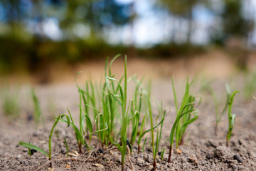 grass green, growing lawn on the ground small piece