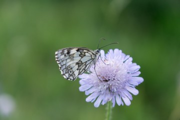 Butterfly on flower. Slovakia