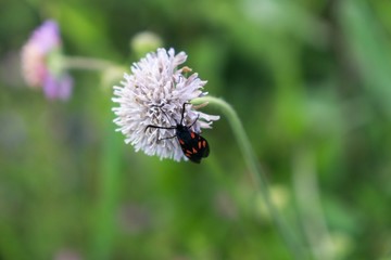 Moth on flower. Slovakia