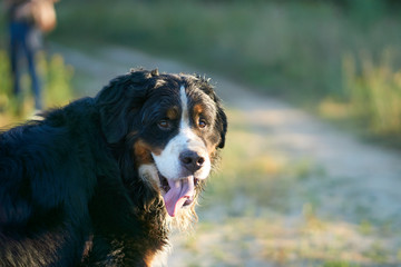 sennenhund portrait on a background of nature and road