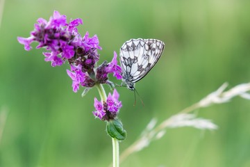 Buttefly on lavender flower. Slovakia