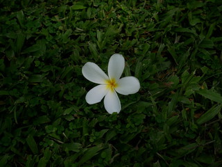 beautiful flower in nature