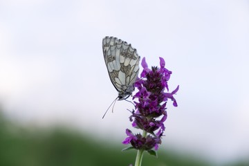 Buttefly on lavender flower. Slovakia