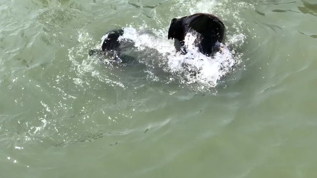 4K HD video of two california sea lions frolicking in the water.