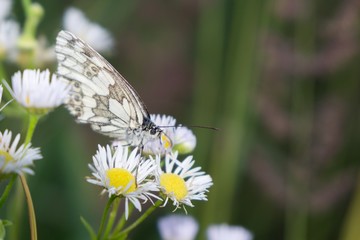 Butterfly on flower. Slovakia