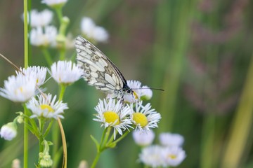 Butterfly on flower. Slovakia