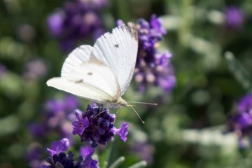 Buttefly on lavender flower. Slovakia