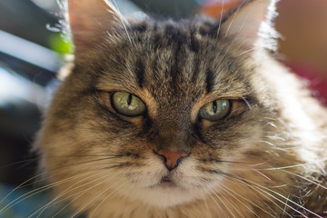 portrait of a cat close-up