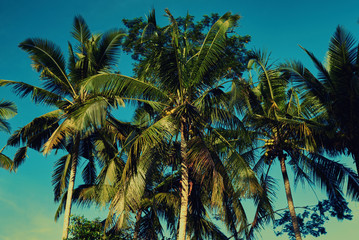 Fototapeta na wymiar Contrasting green leaves palm trees against a bright blue sky. Palm trees at beach. Travel, summer, vacation and tropical concept. Coconut palm trees, beautiful tropical background. Vintage toned.