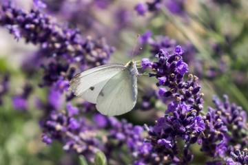 Buttefly on lavender flower. Slovakia