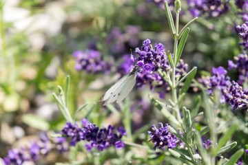 Buttefly on lavender flower. Slovakia
