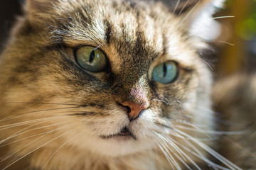 portrait of a cat close-up