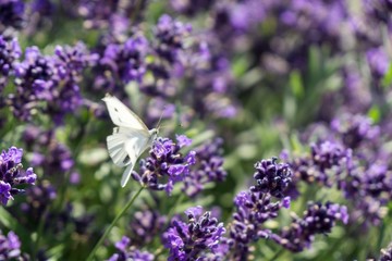 Buttefly on lavender flower. Slovakia