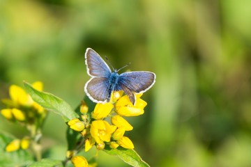 Butterfly on flower. Slovakia
