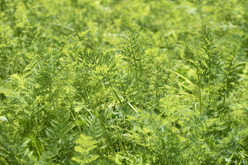 Green leaves of young carrots in the garden.