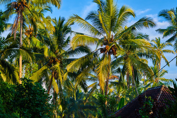Fototapeta na wymiar Nature background. A beautiful crown palm trees against a tropical bright blue sky with clouds. Wallpaper, summer holiday, vacation concept. Palm trees at tropical coast, coconut tree, summer tree.