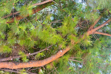 background the branches of the crown South of the Mediterranean pine trees with green needles