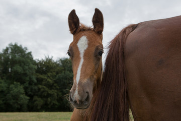 Obraz premium Fohlen schaut hinter seiner Mutter in die Welt