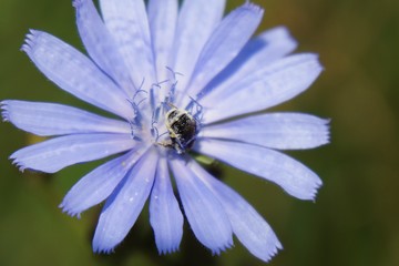 Honey bee on flower. Slovakia
