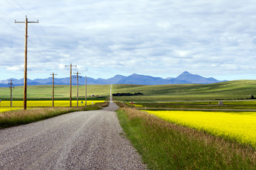 Fototapeta na wymiar Canola Field Country Road Alberta