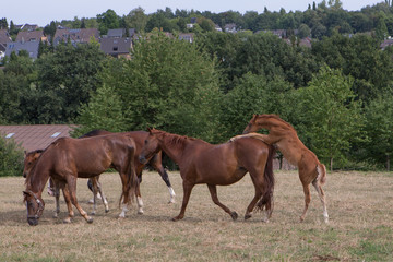 Obraz premium Źrebię dosiada matkę w stadzie