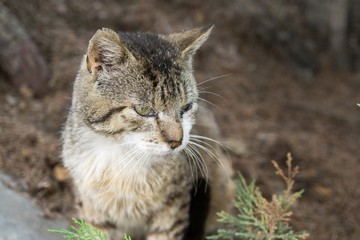 Cat in the garden. Slovakia