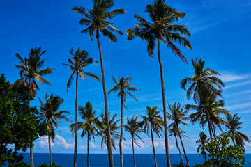 Coconut palm and beautiful tropical beach. Tall palm trees in a row at untouched tropical beach. Palm trees against blue sky at tropical coast. Travel, summer and vacation concept. Beauty world.
