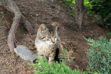 Fototapeta na wymiar Cat in the garden. Slovakia