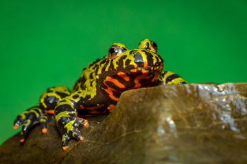 Fire Bellied Toad