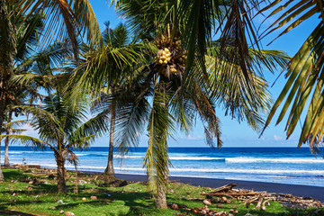 Fototapeta na wymiar Coastline with palm trees on the tropical island. Remote, wild and unexplored beach kept in its natural state with transparent bright blue water and black sand. Fallen coconuts on the green grass...