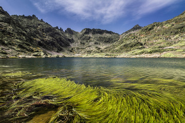 Vegetación acuática en la laguna grande de Gredos, Avila © Vicente Domingo