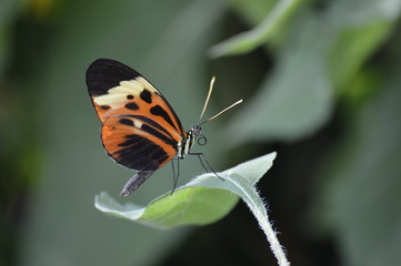 Butterfly in the garden