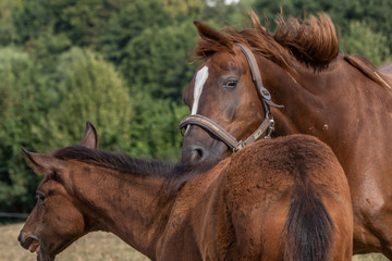 Fototapeta premium Zurechtweisung
