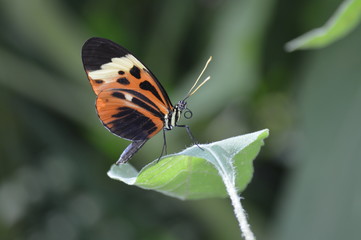 Obraz premium Butterfly in the garden