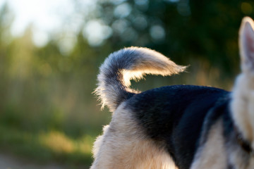 tail of a dog. against the background of nature