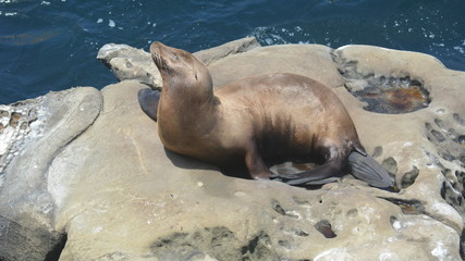 La Jolla shores Cove, San Diego, Ca.
I'm just too CUTE!