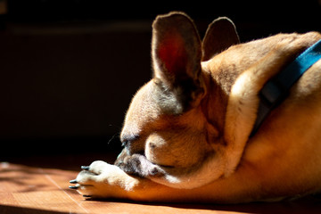 Sad Fawn French Bulldog lying in the sun on a lazy Sunday