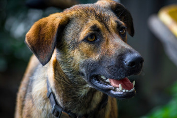 Anatolian Shepherd Dog