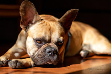 Sad Fawn French Bulldog lying in the sun on a lazy Sunday