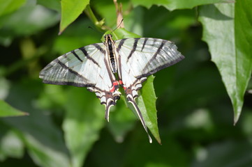 Butterfly in the garden
