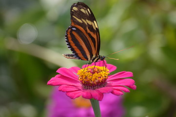 Butterfly in the garden
