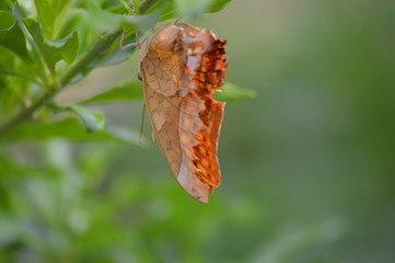 Butterfly in the garden
