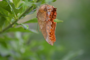 Butterfly in the garden