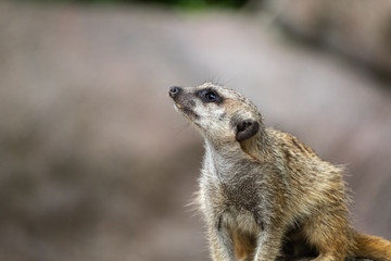 Meerkat looks up interested and expects food.