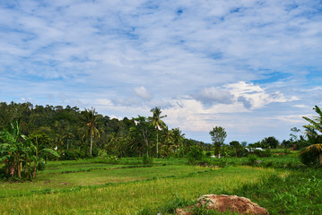 Rice terraces in the Bali Indonesia. Green rice fields  terraces on the mountain. Rice cultivation. Balinese landscapes.  Rice farming on mountains. Concept of travel.