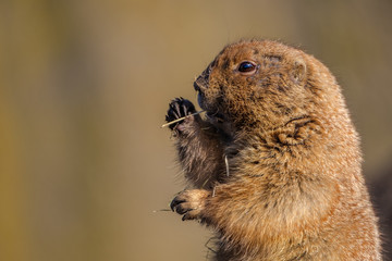 Portrait of a prairie dog standing upright chewing a grass blade