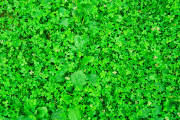 Carpet of green Irish clover with plantain. Green background of grass with clover and plantain. Carpathian herbs. Beautiful background of lush green highland.