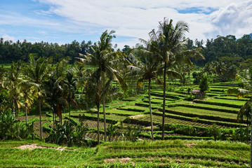 Rice terraces. Green Asian oasis with trees and bushes, rows for farming and agriculture.